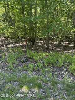 /international/us/paper-birch-n-tafton-pa-110108578897/