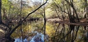 /international/us/sandy-pines-road-dorchester-sc-110103299030/