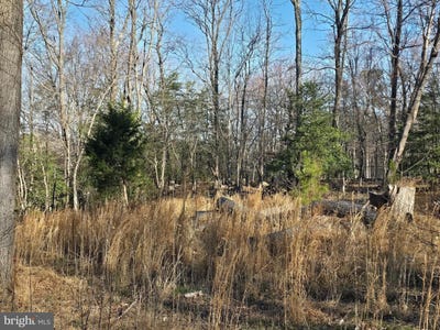 /international/us/lot-97-angler-lane-montross-va-110106783162/
