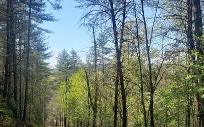 /international/us/whispering-creek-drive-mineral-bluff-ga-110094424757/