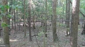 /international/us/calypso-trail-great-cacapon-wv-110109335895/
