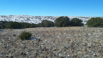 /international/us/concho-valley-concho-valley-az-110090312115/