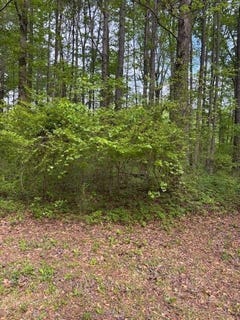 /international/us/lot-3-lotta-river-sipsey-al-110098846522/