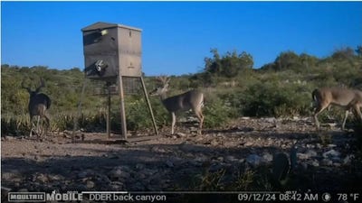 /international/us/dusty-rose-w-lot-2-brackettville-tx-110108547396/