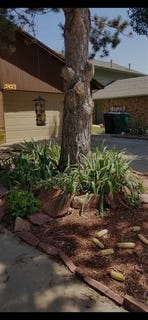 /international/us/2423-sw-90th-street-oklahoma-city-ok-110107747472/