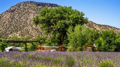 /international/us/purple-adobe-lavender-farm-25-private-dr-1622-abiquiu-nm-110100202579/