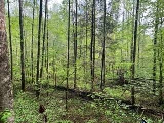 /international/us/lot-102-bear-den-trl-grandview-tn-110099141647/