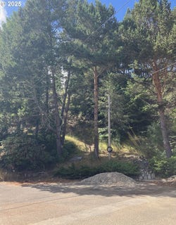 /international/us/fir-st-northbend-or-110103048730/