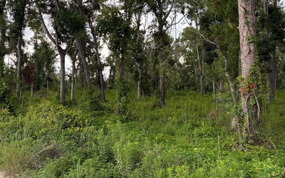 /international/us/lot13-dowling-oaks-live-oak-fl-110100756951/