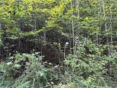 /international/us/e-obey-lane-lot-384-wilder-tn-110109275023/