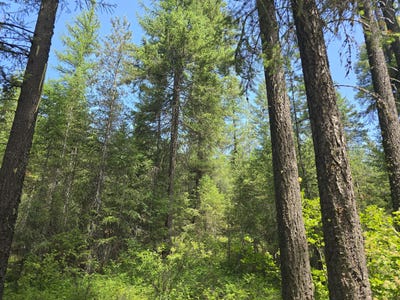/international/us/tbd-hiway-395-loon-lake-wa-110106229687/