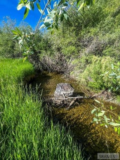 /international/us/trumpeter-road-swan-valley-id-110100562224/