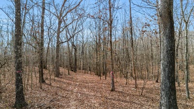/international/us/01-olde-tennessee-trail-springville-tn-110105259102/