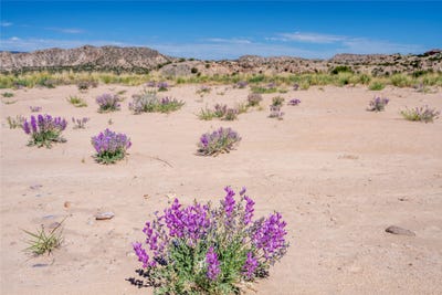 /international/us/tbd-us-highway-285-ojo-caliente-nm-110100060624/