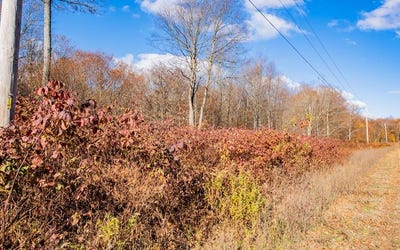 /international/us/parc-030-glory-ridge-rd-shunk-pa-110103302924/