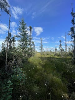 /international/us/swamp-road-tomahawk-wi-110101976156/