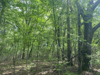 /international/us/00-w-hickory-grove-rd-lapine-al-110091615784/