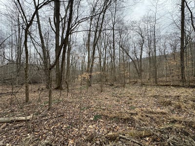 /international/us/hardwood-road-hillsboro-ky-110090684774/