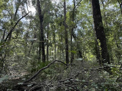 /international/us/running-springs-drive-live-oak-fl-110099604311/