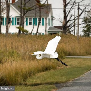 /international/us/1606-steamboat-wharf-rd-fishing-creek-md-110107439446/