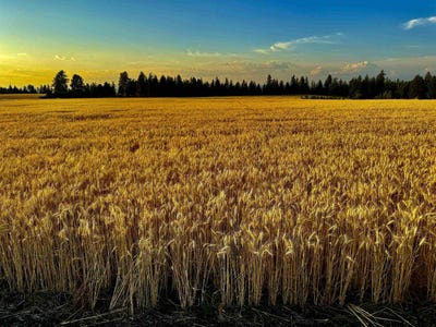 /international/us/0-e-orchard-bluff-rd-lot-a-rd-chattaroy-wa-110101450811/?lang=de