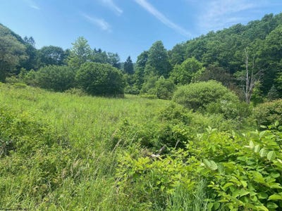 /international/us/grass-lick-run-montrose-wv-110106326990/