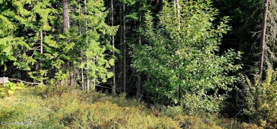 /international/us/alder-way-st-maries-id-110106012888/