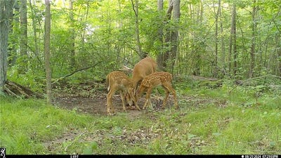 /international/us/45527-45609-fox-road-hinckley-twp-mn-110107806841/