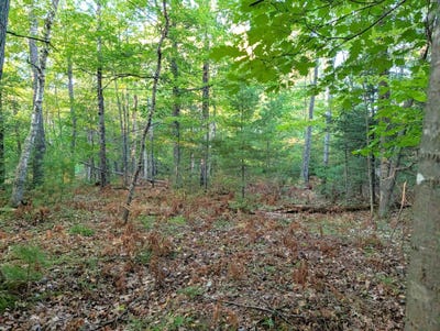 /international/us/6582-pinehurst-dr-lake-tomahawk-wi-110110334687/