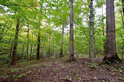 /international/us/0-state-route-550-amesville-oh-110102152249/