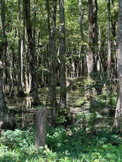 /international/us/00-county-road-529-minter-city-ms-110101523353/?lang=de