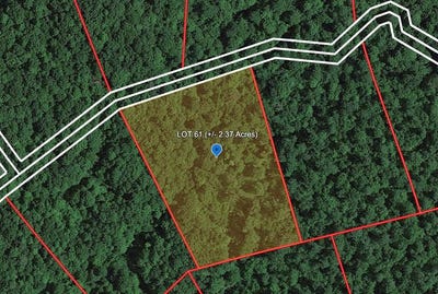 /international/us/142-gerber-daisy-trail-bragg-wv-110103326668/