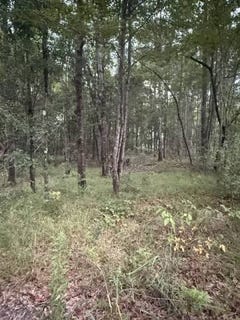 /international/us/hwy-43-sunflower-al-110119607492/