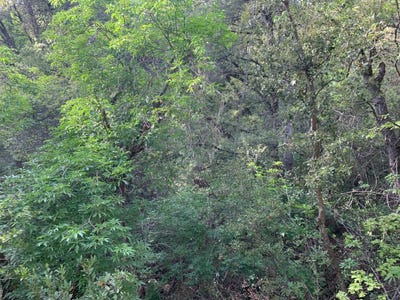 /international/us/1779-pennsylvania-gulch-road-murphys-ca-110098821571/