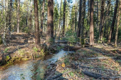 /international/us/montgomery-road-shingletown-ca-110105851616/