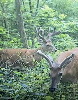 /international/us/20731-thousand-hills-trail-kirksville-mo-110097850432/