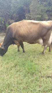 /international/us/18-4292-luna-ikena-road-mountainview-hi-110100921226/?lang=zh-tw