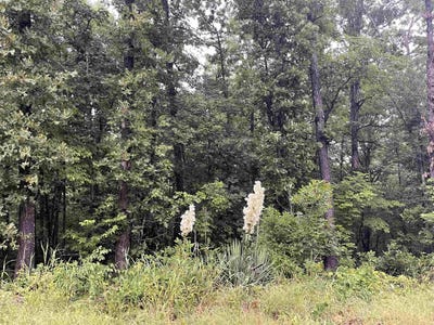 /international/us/blackfoot-drive-cherokee-village-ar-110108545539/