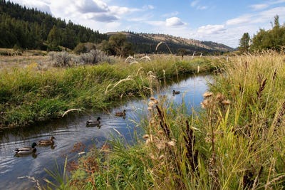 /international/us/34126-n-hawk-creek-rd-davenport-wa-110110197945/