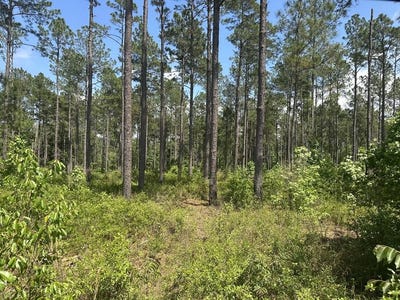 /international/us/rupp-road-ochlocknee-ga-110107629068/