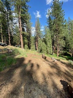 /international/us/1066-buckskin-lane-lot-31-portola-ca-110095638194/