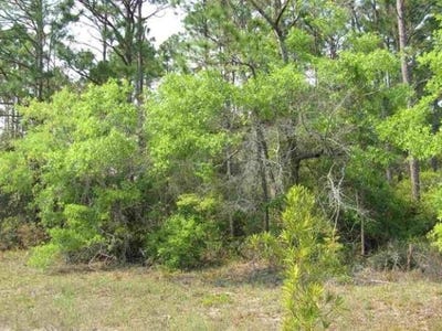 /international/us/lot-7-lucy-ln-panacea-fl-110095382247/