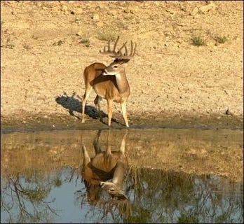 /international/us/2367-county-road-311-gouldbusk-tx-110100133042/