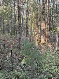 /international/us/n-woodland-avenue-bitely-mi-110109214580/