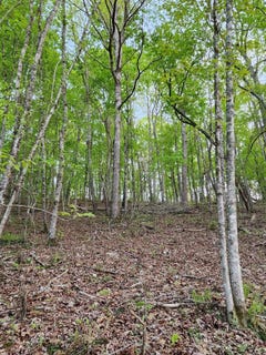 /international/us/4622-parker-loop-road-birchwood-tn-110098848242/