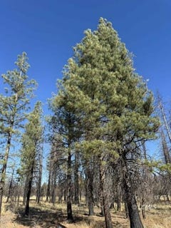 /international/us/bull-pine-beatty-or-110100766898/