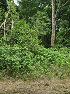 /international/us/sellars-street-daingerfield-tx-110108930259/