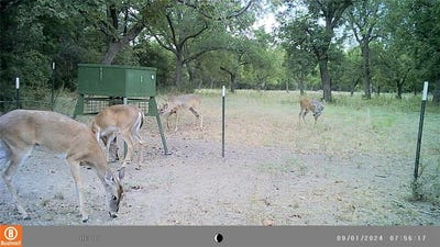 /international/us/tbd-fm-1702-gustine-tx-110098676200/