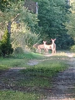 /international/us/e-charles-road-ionia-mi-110102916432/