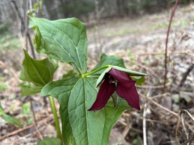 /international/us/center-pond-road-newark-vt-110107896274/